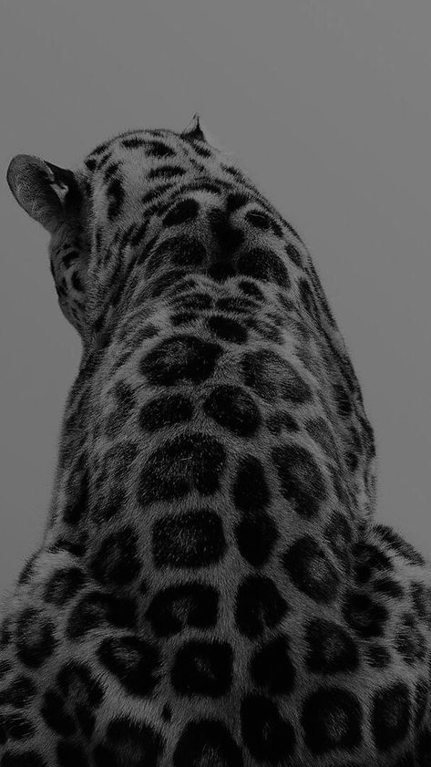 Bengal Cat Snow, Cheetah Background, Cat Snow, African Leopard, Tiger Wallpaper, Leopard Cat, Dark Phone Wallpapers, Edgy Wallpaper, Black Wallpaper Iphone