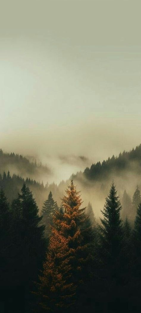 Moody Forest Aesthetic, Dark Western Aesthetic, Incredible Wallpaper, Dark Academia Wallpaper, Best Nature Images, Mountains Forest, Iphone Wallpaper Fall, Infographic Illustration, Autumn Scenery