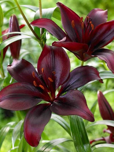 Calla Lily Bulbs, Asiatic Lily, Lily Bulbs, Asiatic Lilies, Image Swag, Belle Rose, Spring Plants, Indoor Flowers, Fall Plants