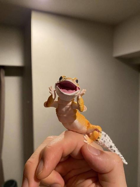 Leopard Gecko Funny, Lizard Meme, Leopard Gecko Cute, Excited Animals, Funny Lizards, Colorful Lizards, Cute Gecko, Cute Lizard, Tattoo Nature