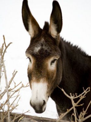 The mule is the Missouri state animal. The mule was selected because..... Mule Animal, Mules Animal, Female Horse, Baby Donkey, Missouri Mule, A Donkey, Print Portrait, Donkeys, Angel Art