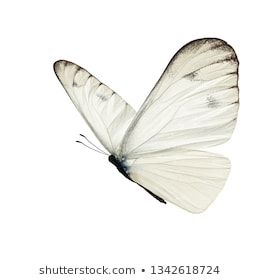 Beautiful White Butterfly Isolated On White Stock Photo (Edit Now) 1342618724 White Butterfly Tattoo, Cabbage Butterfly, Butterfly Tattoos On Arm, Butterfly Background, Chest Piece Tattoos, Butterfly Illustration, Butterfly Photos, Cover Art Design, Butterfly Drawing