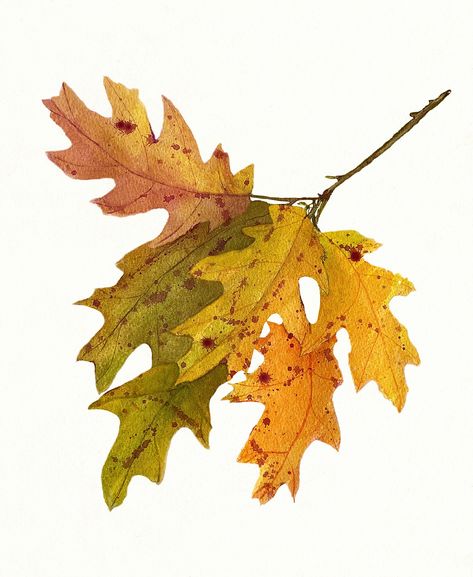 "Autumn Oak Leaves watercolor art print features realistically rendered leaves still attached to a small branch. The warm colors of Fall glow against the slightly off-white watercolor paper. Perfect wall art for many decorating styles and color schemes About the Product: Available in a large selection of sizes.  If you wish to order a different size than listed, please contact me. You will receive a high-quality print that is imperceptible from the original. Printed on high-quality, permanent an Seasonal Wall Decor, Autumn Leaves Art, Leaves Watercolor, Colors Of Fall, Leaves Art, Fall Watercolor, Bee Art, Oak Leaves, Oak Leaf