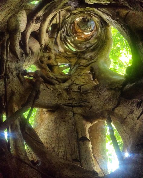 Metkayina Spirit Tree, Elm Tree Aesthetic, Tree Lookout, Inside Tree, Strangler Fig, World Tree, Hollow Tree, Ancient Trees, Elm Tree