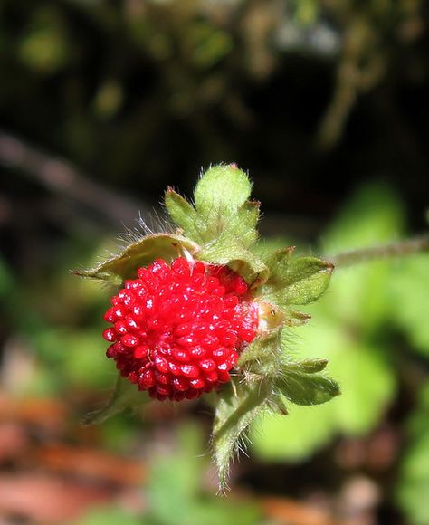 Mock Strawberry (Duchesnea indica) | by mnrajwb (Mohan Nagarajan) Mock Strawberry, Gif Images, Art Inspo, Gif, Fruit, Plants, Quick Saves, Art