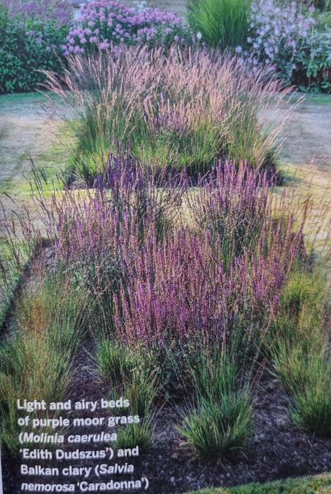 Molinia Caerulea, Salvia Nemorosa, Plant Combinations, Botanical Beauty, Urban Environment, Country Life, Landscape Architecture, Purple Flowers, Garden Plants