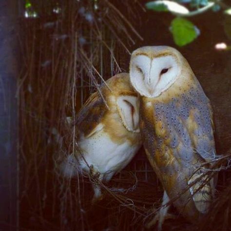 Barn owl love Owl Photography, Photo Animaliere, Barn Owls, Owl Photos, Owl Pictures, Beautiful Owl, Owl Bird, Snowy Owl, Santa Lucia