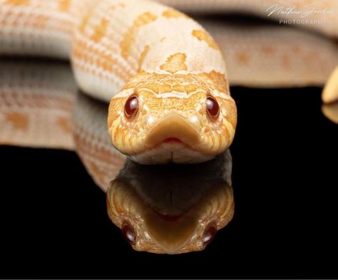 Albino Hognose Snake, Hognose Snake Drawing, Hognose Snake Tattoo, Snake Reference Photo, Snake Fursona, Snakes Hognose, Snake Hognose, Snake Portrait, Snake Pets