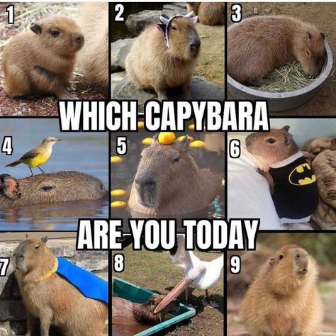 Capybara Pet, Baby Capybara, Background For Powerpoint Presentation, Best Video Ever, Pusheen Cat, Cute Funny Cartoons, Aquatic Animals, Animal Companions, Funny Cartoons