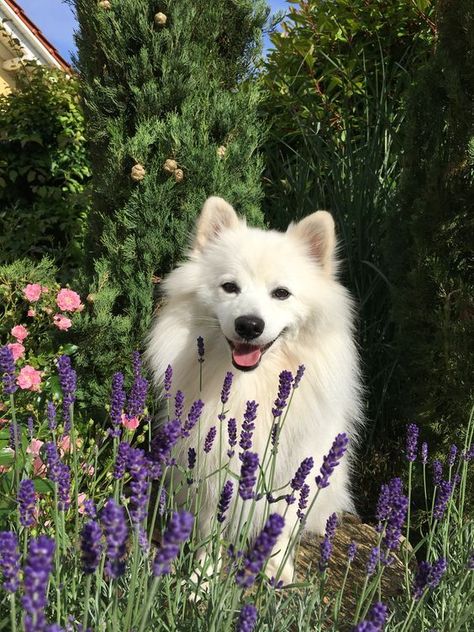 Japanese Spitz Aesthetic, Japanese Spitz Dog, German Spitz, Spitz Dogs, Beautiful Dog Breeds, Japanese Spitz, Samoyed Dogs, Fluffy Animals, Cute Animal Photos