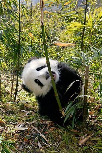 Animal Moodboard, Kids Brochures, Bamboo Shoot, Raccoon Family, Panda Baby, Baby Bears, Giant Pandas, Panda Panda, Panda Bears