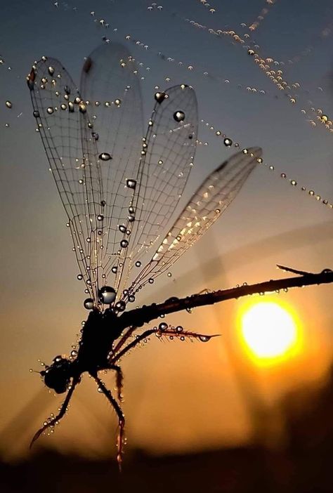 📸 : Jola GrochoruskaA dragonfly wrapped in the bracken of a frosty morning Dragonfly Wallpaper, Dragonfly Artwork, Dragonfly Images, Dragonfly Photography, Dragonfly Photos, Beautiful Butterfly Photography, Dragonfly Insect, Image Nature, Beautiful Bugs