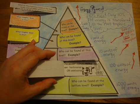 Energy Pyramid Foldable - from http://www.teacherspayteachers.com/Product/Energy-Pyramid-Foldable-1545635 Energy Pyramid Activities, Energy Pyramid Project, Pyramid Project, Science Corner, Ecological Pyramid, Science Foldables, Homeschooling Science, Science Food, Trophic Level