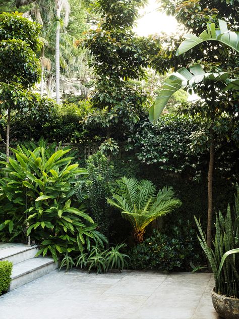 A Tropical Palm-Filled Garden In Eastern Sydney Palm Garden, Tropical Garden Design, Tropical Backyard, Australian Garden, Smart Garden, Self Watering Planter, Backyard Garden Design, Tropical Landscaping, Propagating Plants