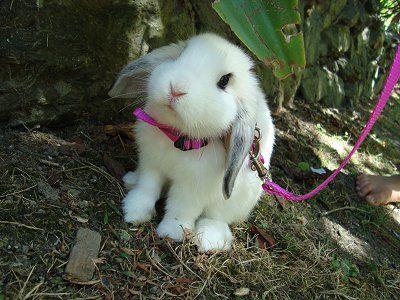 Bunny On A Leash, Good Pets For Kids, Pets For Kids, Best Pets For Kids, Going On A Walk, Fluffy Things, Home Pets, Indoor Rabbit, Bunny Care