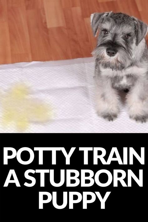 Dog Potty Training, Dog Potty, Potty Train, Dog Training Treats, Potty Training Puppy, Dog Pee, Dog Brain, Getting A Puppy, Yorkie Puppy