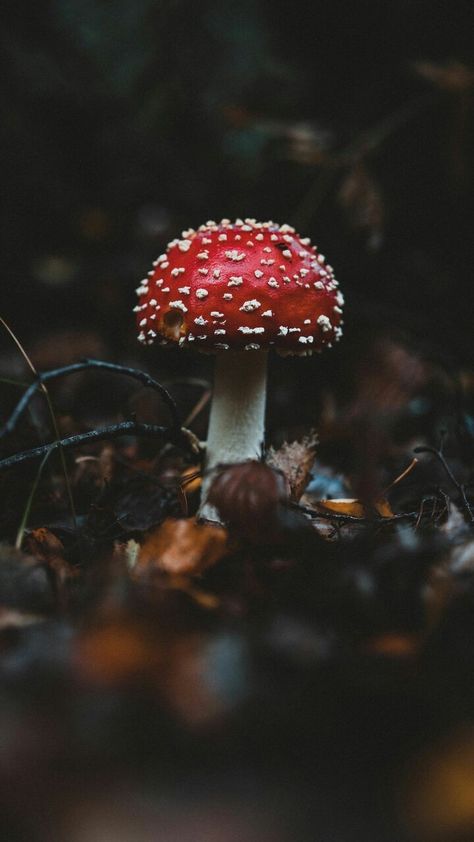 Dark Cottagecore Aesthetic, Mushroom Core, Red And White Mushroom, Red Mushrooms, Nature Witch, Mushroom Wallpaper, Mushroom Pictures, Red Mushroom, Instagram Prints