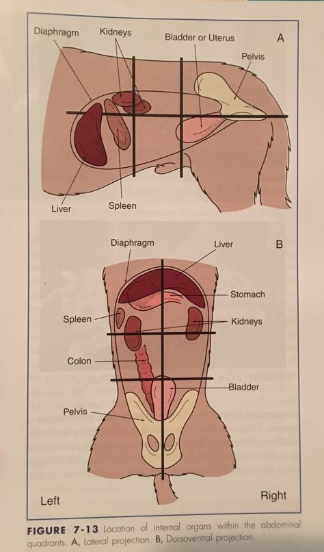 Dog Iv Fluids, Vet Anatomy, Veterinarian School, Veterinarian Assistant, Vet School Motivation, Veterinary Anatomy, Vet Nursing, Veterinarian Technician, Vet Tech School