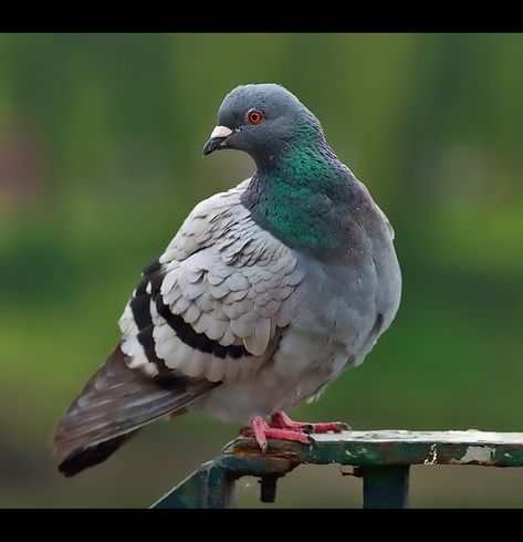 Indian Birds, Pigeon Tattoo, Pigeon Art, African Birds, Flying Pigeon, Bird Reference, Cute Pigeon, Bird Crochet, Pigeon Pictures