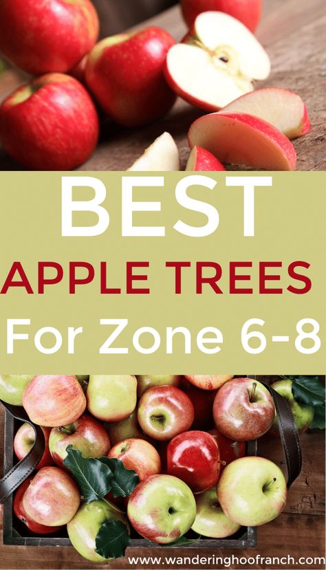 Fruit Trees In Zone 6, Fruit Trees For Zone 8, Zone 8 Fruit Trees, Simple Homesteading, Homestead Plans, Start Homesteading, Orchard Ideas, Growing Apple Trees, Backyard Orchard