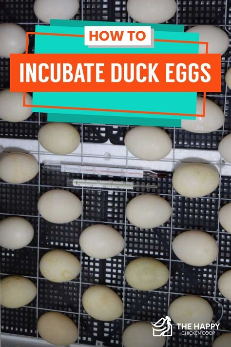 How To Incubate Duck Eggs, Incubating Duck Eggs, Hatching Duck Eggs, Egg Chart, Incubating Eggs, Eggs And Chicken, Duck Care, Duck Pen, Duck Houses