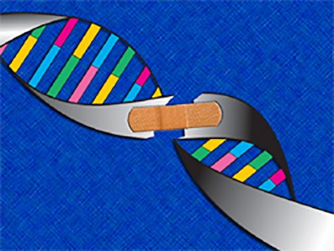 Study Uncovers How DNA Repair Protein Finds Damage | GEN News Highlights | GEN Fluorescence Microscopy, Dna Molecule, Dna Repair, News Highlights, Molecular Biology, Biochemistry, Biotechnology, Life Cycle, Daily News