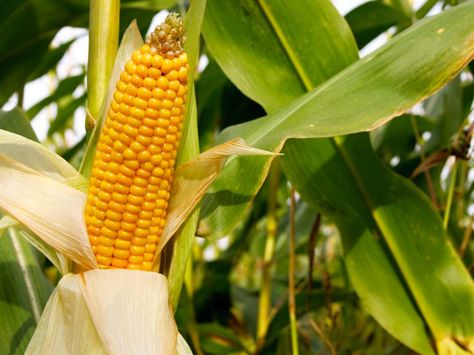 Maize was the main native crop of the indigenous Taino tribe. Other regional crops included cacao (chocolate), maize, potato, tomato, capsicum, peppers, cassava, pumpkins, and groundnuts (peanuts). Tropical fruits enhanced the native diet, such as pineapple, avocado, guava, and papaya. Corn Crop, Growing Corn, Yellow Corn, Corn Plant, Container Gardening Flowers, Bountiful Harvest, Organic Seeds, Maize, Sweet Corn