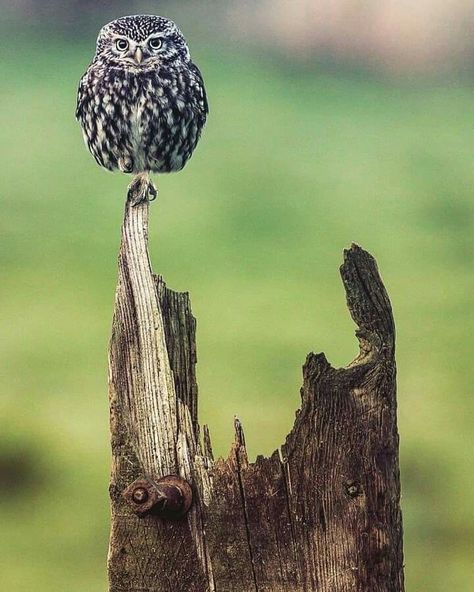 Photograph Display, British Wildlife, Animal Behavior, Photography Awards, Angel Art, Cairns, Birds Of Prey, Animals Images, Animal Photo