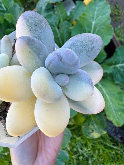 Decorative Rocks, Inch Plant, Succulent Garden Design, Variegated Plants, New Roots, Rock Decor, Rare Succulents, Succulent Garden, Succulents Garden