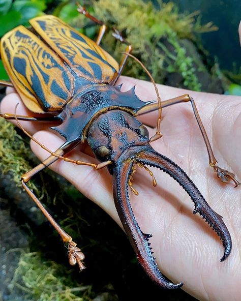 Some kind of marsupial-arachnid abomination — Sabertooth longhorn beetle from arthropodian on ig Longhorn Beetle, Cool Insects, Insect Photography, Bug Collection, Cool Bugs, Bug Art, Beautiful Bugs, Insect Art, A Bug