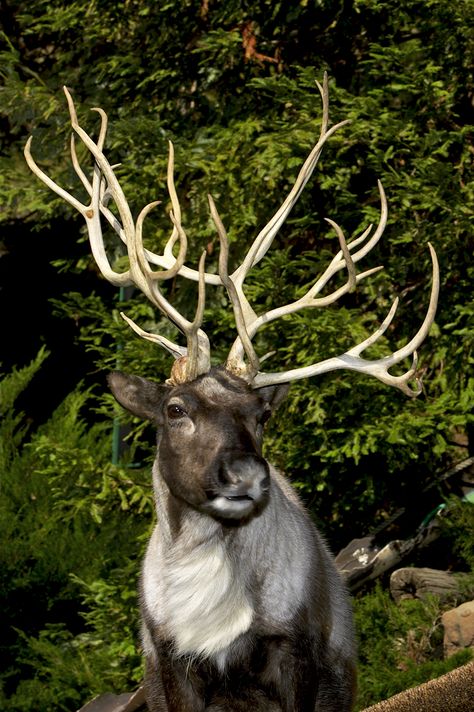 Male reindeer begin to grow antlers in February and females start in May. A male’s antlers typically drop off in November, while a female’s remain through winter until their calves are born in spring. If you’re following this logic, the presence of antlers on Christmas means Santa's reindeer are all girls. | 10 Festive Reindeer Facts Reindeer Photography, Reindeer Facts, Female Reindeer, Deer Species, Santa's Reindeer, Educate Yourself, Funny Animal Photos, San Diego Zoo, Rare Animals