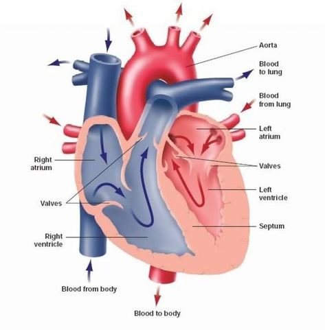 Human Heart Labeled Real Human Heart Labelled Diagram Real Human Heart Labeled Real. Human Heart Labeled Anatomy Human Heart Cross Sectional Diagram Stock Vector Royalty. Human Heart Labeled Free Human Heart Sketch Diagram Download Free Clip Art Free Clip. Human Human Heart Diagram, Human Heart Drawing, Anatomy Flashcards, Heart Structure, Human Heart Anatomy, Heart Diagram, Body Diagram, The Human Heart, Heart Anatomy