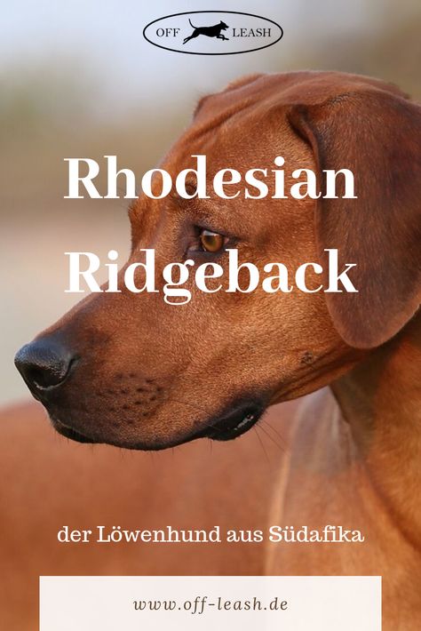 Der Rhodesian Ridgeback stammt aus dem damaligen Rhodesien, wo er einst zur Großwildjagd eingesetzt wurde und Farmen bewachte. Sein Markenzeichen ist sein athletischer Körperbau, sein kurzes braunes Fell und der Ridge, ein gegen den Strich wachsender Haarkamm auf dem Rücken. Der Rhodesian Ridgeback erfeut sich heute zunehmder Beliebtheit als sportlicher Familienhund und imposanter Begleiter. #ridgeback #rhodesian #hunderassen #hunde #hundehaltung Ridgeback Rhodesian, Rhodesian Ridgeback, Airedale Terrier, Best Dogs, Cute Dogs, Puppies, Dogs, Animals