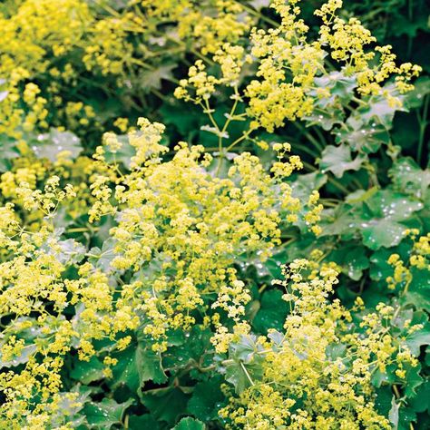 Lady's Mantle Lady's Mantle Plant, Stachys Byzantina, Japanese Painted Fern, Alchemilla Mollis, Plant Types, Plant Encyclopedia, Lady's Mantle, Cottage Garden Plants, Have Inspiration