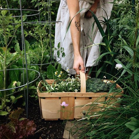 kaetlyn anne (@girlincalico) • Instagram photos and videos Kaetlyn Anne, Garlic Scapes, Friday Evening, Organic Farm, Italy Aesthetic, Gardening Advice, Farm Gardens, Plant Needs, Kitchen Garden