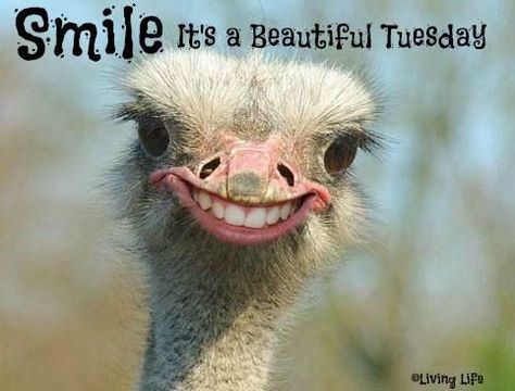 Smile Its A Beautiful Tuesday Tuesday Quotes, Haiwan Lucu, Slaap Lekker, Funny Animal Photos, Weird Animals, Funny Animal Pictures, Animal Photo, 귀여운 동물, Funny Photos