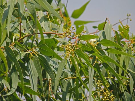 Eucalyptus Plant, How To Grow Lemon, Kill Ants, Lemon Eucalyptus, Australian Plants, Australian Native Plants, Native Garden, Australian Native, Evergreen Trees