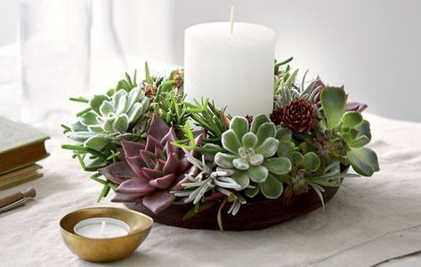 DIY Succulent Centerpieces for Winter ~ Page 7 of 10 ~ Bless My Weeds Diy Succulents Centerpiece, Succulent Table, Diy Lawn, Succulent Cuttings, Succulent Centerpieces, Succulent Garden Diy, Succulent Wreath, Succulents Decor, Table Centrepiece