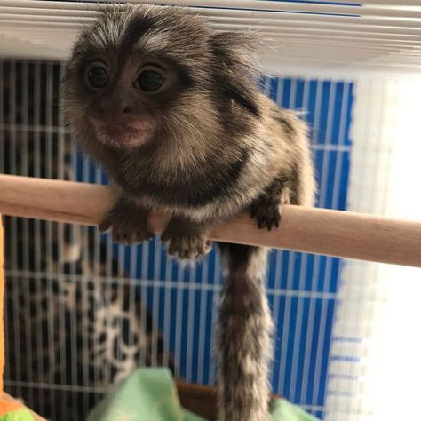 Finger Monkey For Sale, Capuchin Monkey Pet, Pet Monkey For Sale, Monkey Pet, Monkeys For Sale, Finger Monkey, Pygmy Marmoset, Marmoset Monkey, Squirrel Monkey