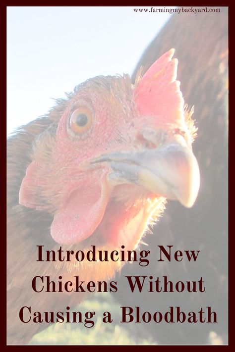 Chicken Flock, Dust Bath, Backyard Flocks, Keeping Chickens, Backyard Chicken Coops, Diy Chicken Coop, Raising Chickens, Chicken Nuggets, Chickens Backyard