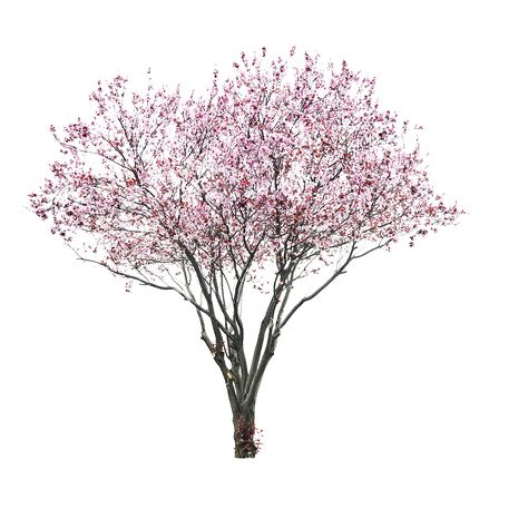 tree flower pink Tree Plan Png, Tree Psd, Png Nature, Prunus Serrulata, Tree Wallpaper Iphone, Tree Photoshop, Palm Trees Wallpaper, Tree Plan, Pink Tree