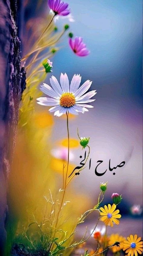 Good Morning Greeting Cards, Good Morning Arabic, Merry Christmas Gif, Islamic Calligraphy Painting, Good Morning Beautiful Images, Beautiful Morning Messages, Good Morning Images Flowers, Cellphone Wallpaper Backgrounds, Beautiful Art Pictures