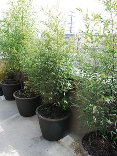 Potted Black Bamboo - How To Easily Add Portable Privacy – Bamboo In Barrels Tropical Path, Plant Screen, Potted Bamboo, Side Patio, Growing Bamboo, Bamboo In Pots, Backyard Garden Diy, Bamboo Planter, Privacy Plants