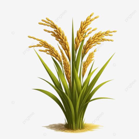 ripe paddy plant rice illustration Rice Illustration, Rice Plant, Plant Png, Fireworks Pictures, Nature Party, Rice Paddies, White Camera, Wedding Icon, Business Christmas