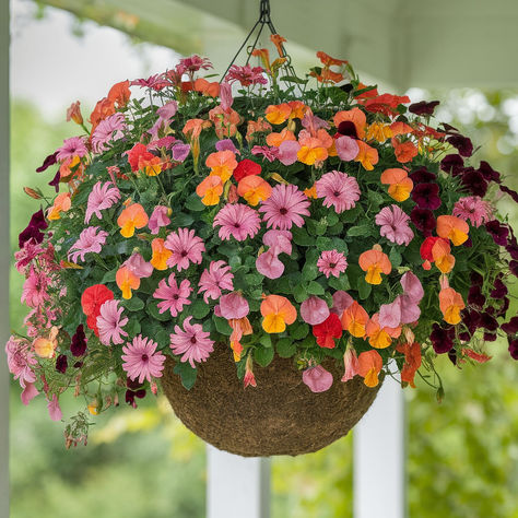 The 25 Best Hanging Basket Plants Alternative Hanging Basket Ideas, Hanging Basket Ideas, Hanging Basket Plants, Plants For Hanging Baskets, Hanging Basket, Basket Ideas, Hanging Baskets, Plants