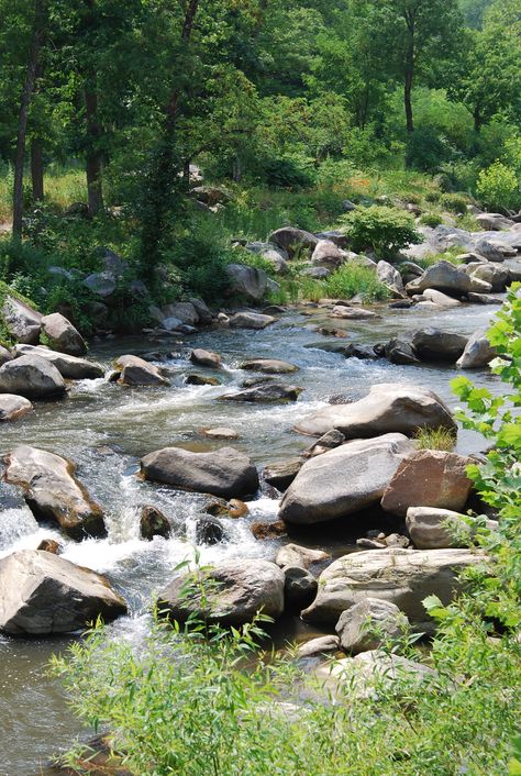 The Broad River in NC Forest Sounds, Lukisan Cat Air, Water Painting, Nature Landscape, Pictures To Paint, Nature Scenes, Watercolor Landscape, Landscape Photos, Amazing Nature