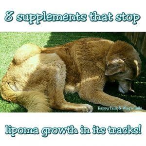 3 Natural remedies to shrink dog lipomas or benign tumors! Fatty Tumors In Dogs, Lymphoma In Dogs, Natural Dog Remedies, Tumors On Dogs, Lipoma Removal, Holistic Dog Care, Essential Oils Dogs, Dog Medicine, Natural Pet Care