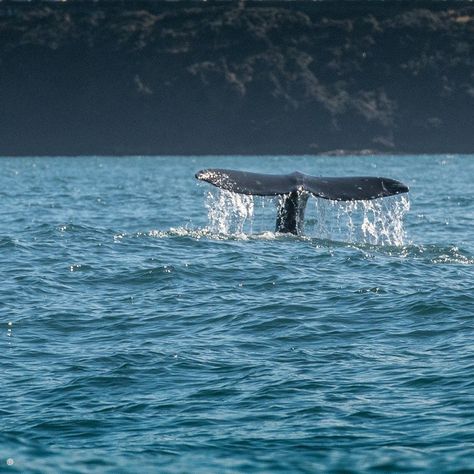 7 Tips For Whale Watching Along The Oregon Coast - TravelAwaits Oregon Coast Camping, Oregon Coastline, Oregon State Parks, Depoe Bay, Newport Oregon, Oregon Photography, Gray Whale, Tent Site, Whale Art