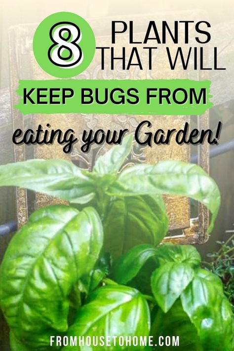 These natural garden pest control ideas are just what I need to keep the aphids and Japanese Beetles from chewing my roses! And I'll have to try some of the companion plants that will help prevent bugs from eating my vegetable garden. Plants That Repel Bugs, Pest Control Plants, Chives Plant, Garden Companion Planting, Natural Pesticides, Natural Bug Repellent, Organic Pest Control, Garden Bugs, Japanese Beetles