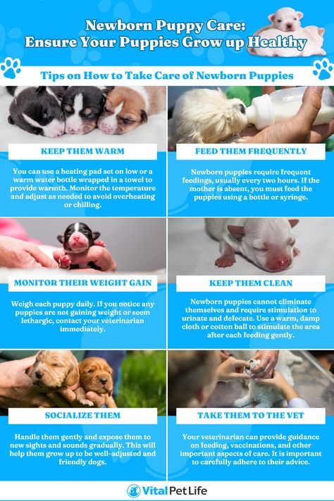 How To Care For Newborn Puppies, Newborn Puppies Care, Breeding Dogs Tips, Fostering Animals, Puppy Breeding, Newborn Puppy Care, Puppy Whelping, Dog Whelping, Dog Whelping Box